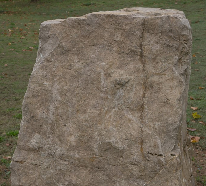 Bioclastic limestone I